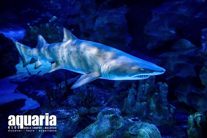 Malaysia: Aquaria KLCC Entry Ticket - Final Thoughts