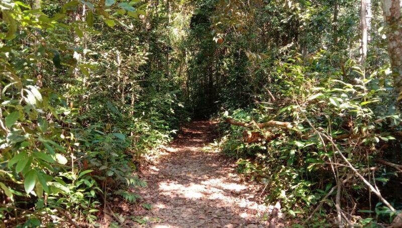 Malaysia: Gunung Panti Forest Reserve Guided Nature Tour - Key Points