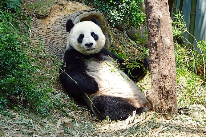 Malaysia National Zoo (Zoo Negara) with Giant Panda Viewing - Key Points