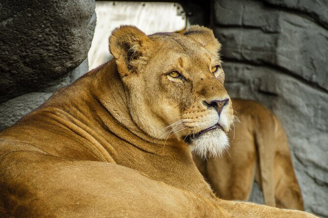 Malaysia National Zoo (Zoo Negara) with Giant Panda Viewing - What to Expect at Malaysia’s National Zoo