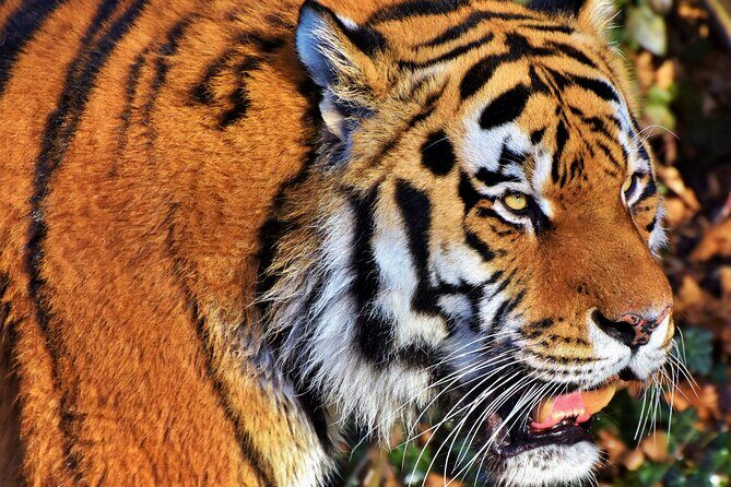 Malaysia National Zoo (Zoo Negara) with Giant Panda Viewing - Frequently Asked Questions