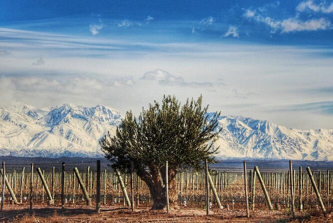 Malbec & Mountain Uco Valley Private Wine Tour with Gourmet Lunch - Final thoughts