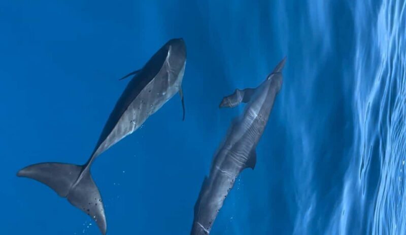 Maldives, Dhiffushi Shared Sunset Dolphin Cruise - The Sum Up