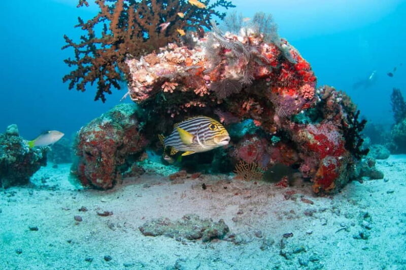 Maldives: Discover Scuba Diving - Maldives: Discover Scuba Diving