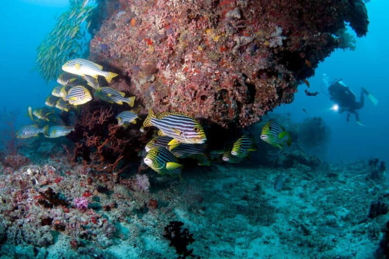 Maldives: Discover Scuba Diving - Who Should Consider This Experience?