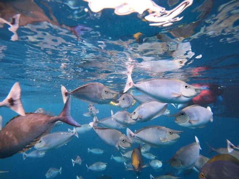 Malé: Two-Point Snorkelling Adventure - Introduction