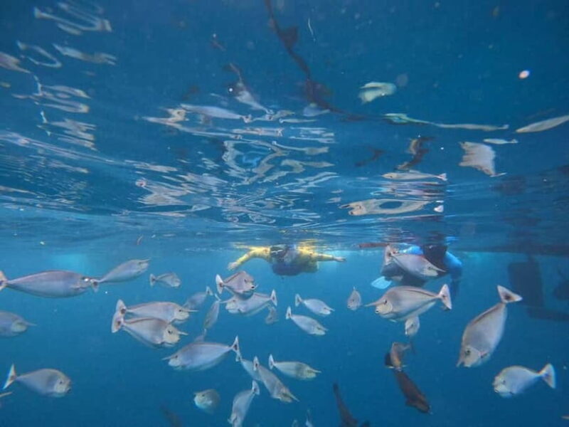 Malé: Two-Point Snorkelling Adventure - Key Points