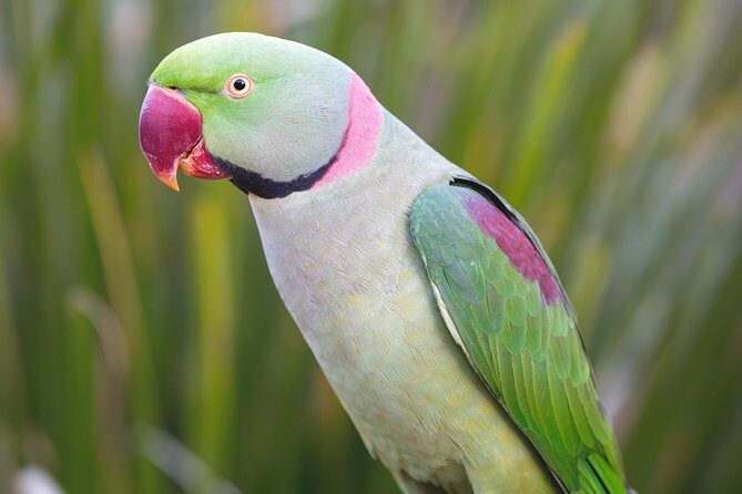 Maleny Botanic Gardens Bird Aviary Experience Ticket - Frequently Asked Questions (FAQs)