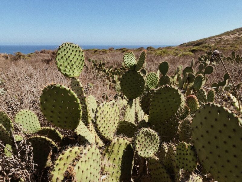 Malibu: Vintage VW Sightseeing Tour and Wine Tasting - Who Will Love This Tour?