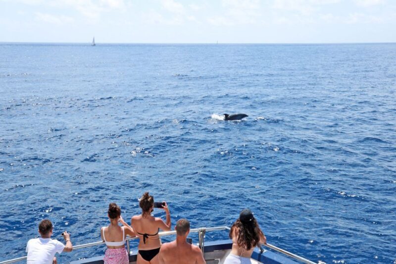 Mallorca: 2-Hour Dolphin Watching Cruise & Glass-Bottom Boat - An In-Depth Look at the Mallorca Dolphin Watching Cruise