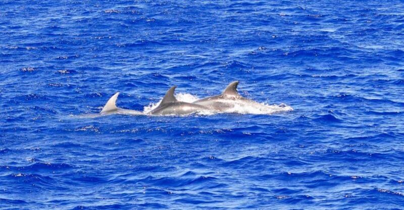 Mallorca: 3-Hour Afternoon Dolphin Watching Boat Tour - Mallorca: 3-Hour Afternoon Dolphin Watching Boat Tour