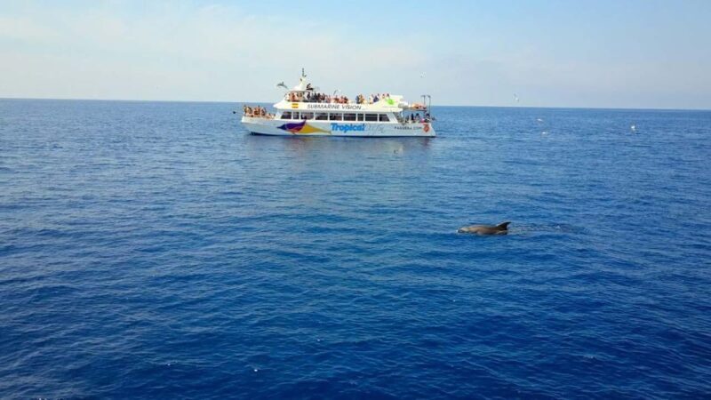 Mallorca: 3-Hour Afternoon Dolphin Watching Boat Tour - FAQ