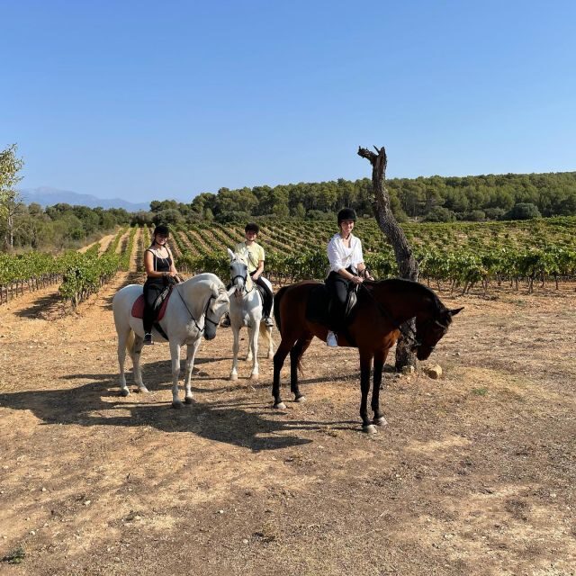 Mallorca: Activity with Horses, Antique Mallorca - A Detailed Look at the Mallorca Horse Riding Experience