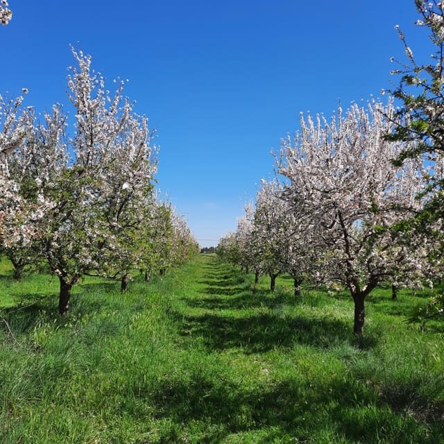 Mallorca: Almond Blossom Minivan Tour with tasting - GERMAN - Mallorca: Almond Blossom Minivan Tour with Tasting – GERMAN