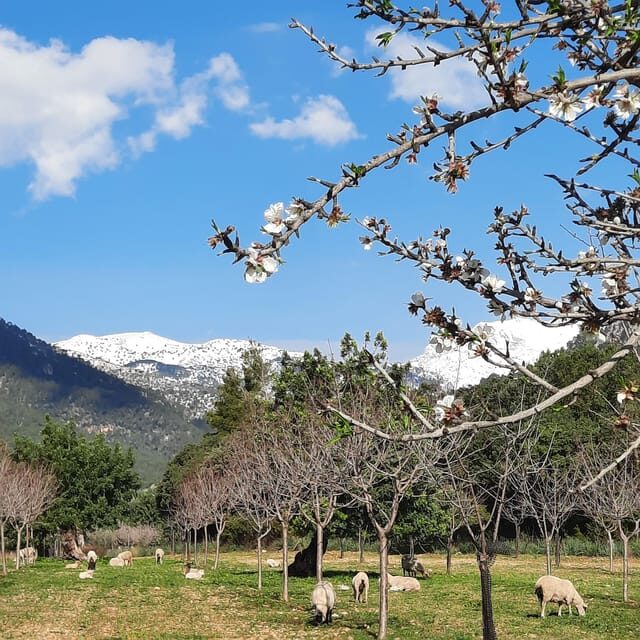 Mallorca: Almond Blossom Minivan Tour with tasting - GERMAN - Key Points