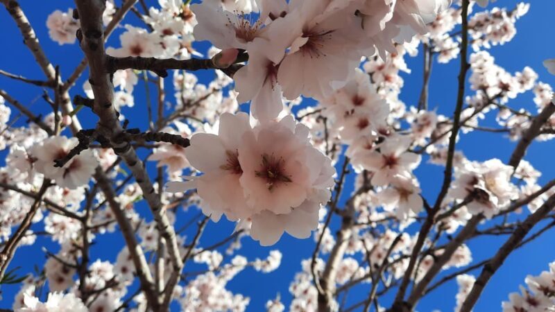 Mallorca: Almond Blossom Minivan Tour with tasting - GERMAN - The Sum Up