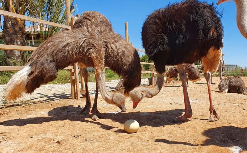 Mallorca: Artestruz - Ostrich Farm Ticket Entrance - A Genuine Look at Artestruz Ostrich Farm