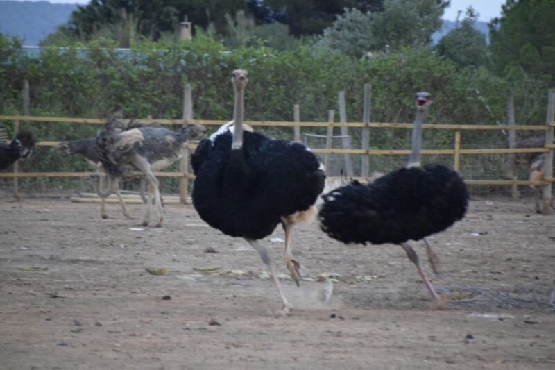 Mallorca: Artestruz - Ostrich Farm Ticket Entrance - FAQ