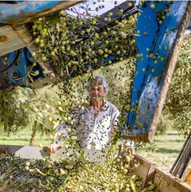Mallorca: Bodega & Olives Minibustour with wine/oil tasting - A Practical Overview of the Mallorca Bodega & Olives Minibustour
