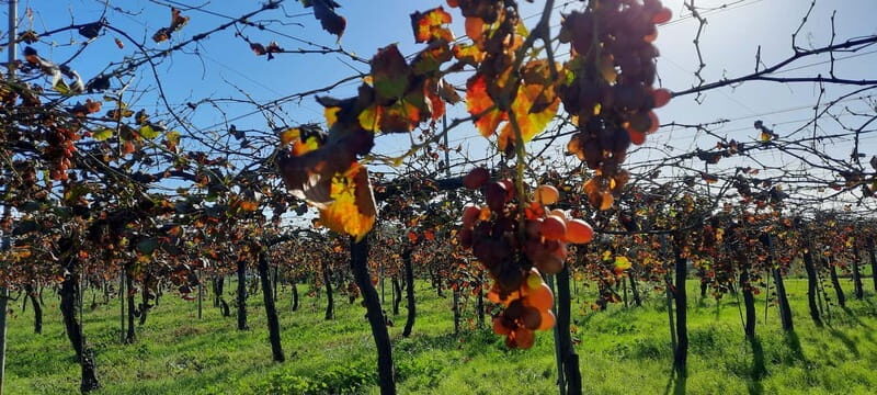 Mallorca: Bodega & Olives Minibustour with wine/oil tasting - Frequently Asked Questions (FAQs)