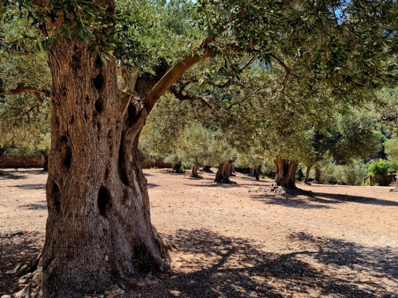 Mallorca: Day Trip to Hidden Gems of Tramuntana with Lunch - Summing It Up: Is It Worth It?