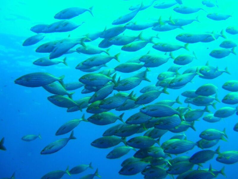Mallorca: Discover Scuba Diving from the beach - Itinerary Breakdown