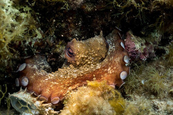 Mallorca: Discover Scuba Diving from the beach - What the Experience Looks Like