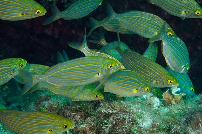 Mallorca: Discover Scuba Diving from the beach - Practical Details & Tips