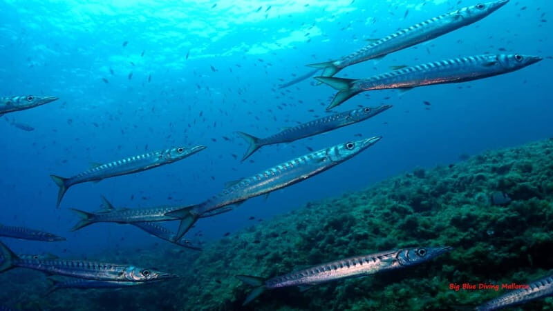Mallorca: Discover Scuba Diving from the boat - Frequently Asked Questions