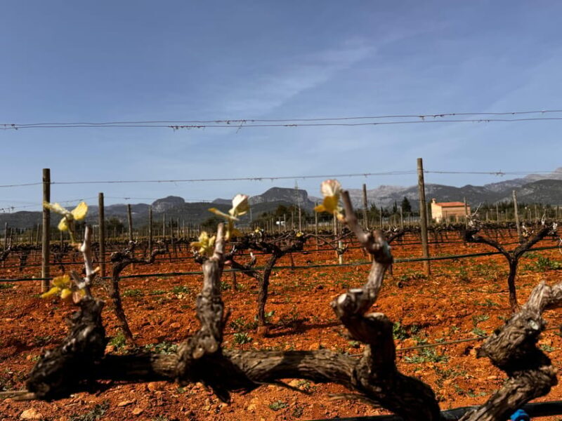 Mallorca: Discover the secret treasures of the local wine - Frequently Asked Questions
