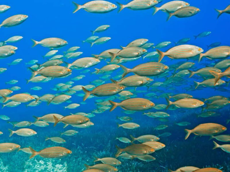 Mallorca: Diving without a license with an instructor from a boat - Cap de Formentor - Why This Tour Offers Good Value