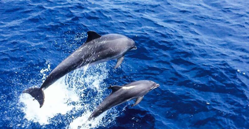 Mallorca: Dolphin Watching Cruise - Mallorca: Dolphin Watching Cruise – A Family-Friendly Sea Adventure