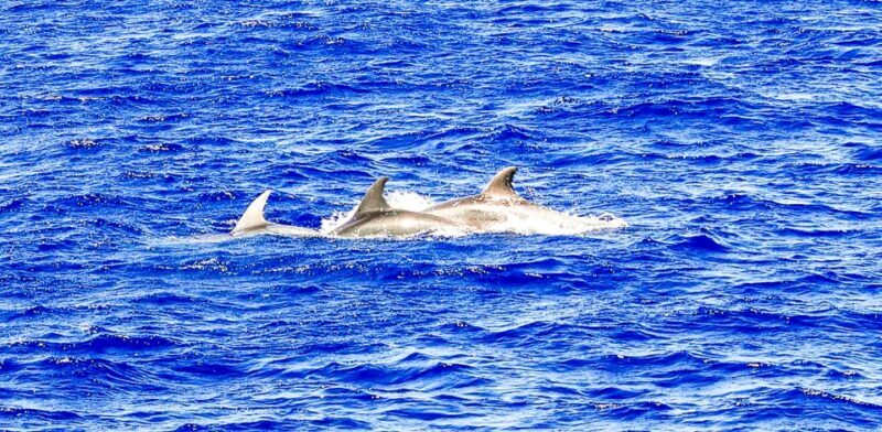 Mallorca: Dolphin Watching Cruise - Final Thoughts