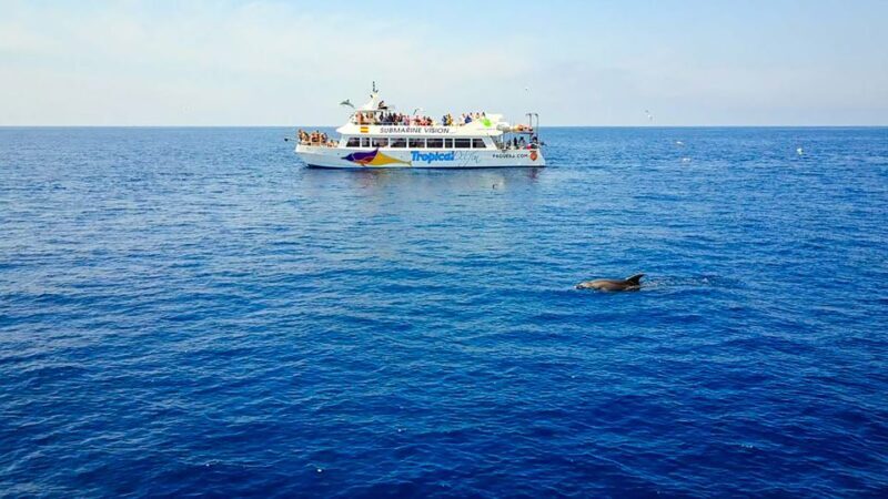 Mallorca: Dolphin Watching Cruise - FAQ