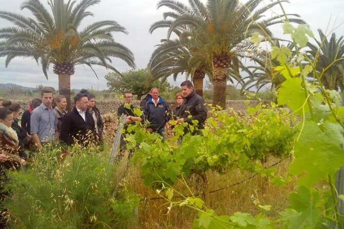 Mallorca Half Day Private Wine Tour with Wine Tasting - An In-Depth Look at the Mallorca Half Day Private Wine Tour