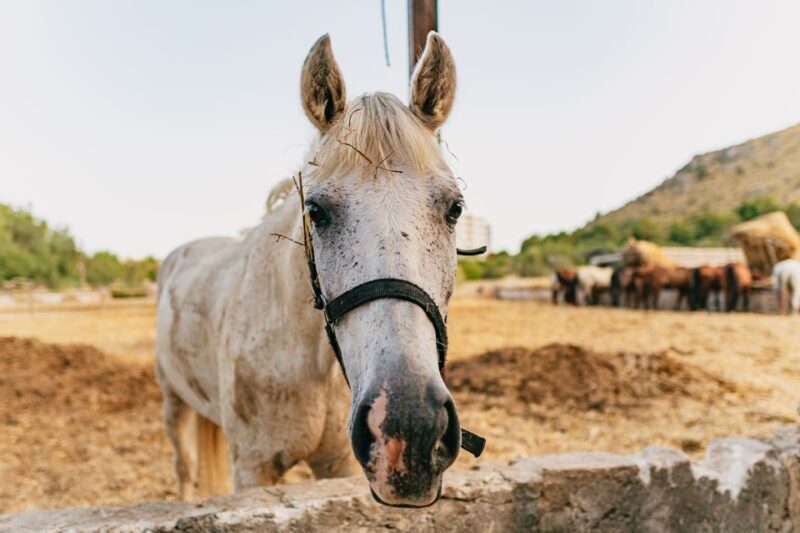 Mallorca: Horseback Riding Experience with Food Options - A Genuine Look at the Mallorca Horseback Riding Experience