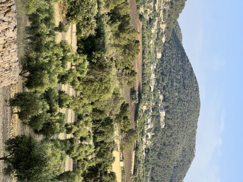 Mallorca Orange Valley Vintage train and orange farm - A Closer Look at the Mallorca Orange Valley Vintage Train and Orange Farm Tour