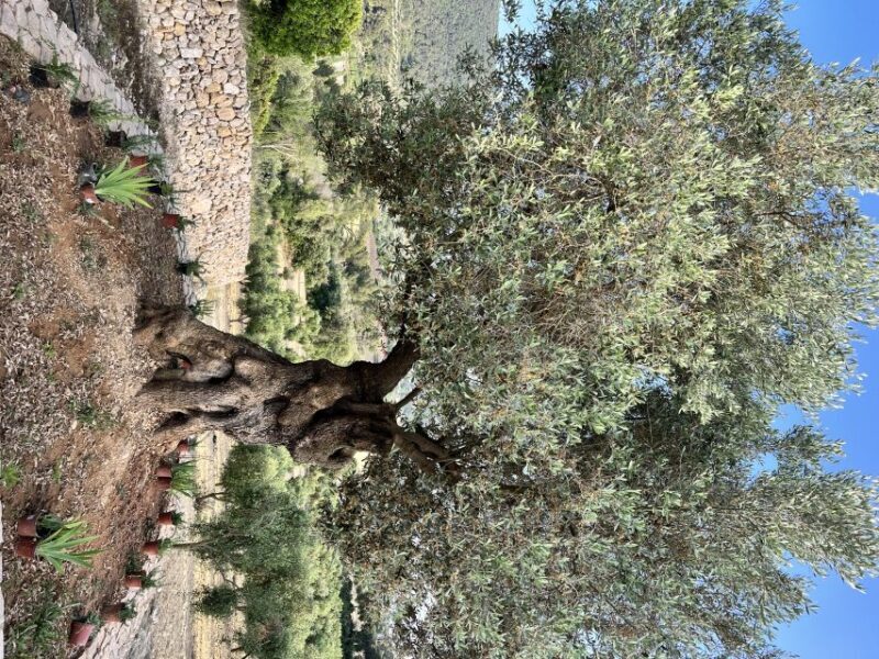 Mallorca Orange Valley Vintage train and orange farm - Frequently Asked Questions