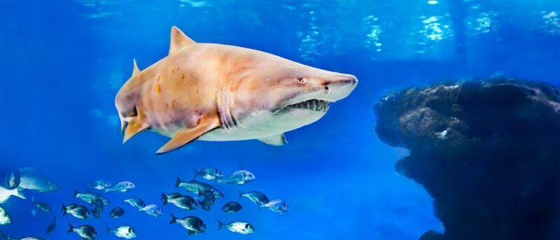 Mallorca: Palma Aquarium Entry Ticket w/ Optional 3D Cinema - Key Points