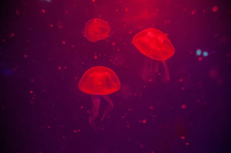 Mallorca: Palma Aquarium Tickets with Transfer - Who This Tour Is Best For