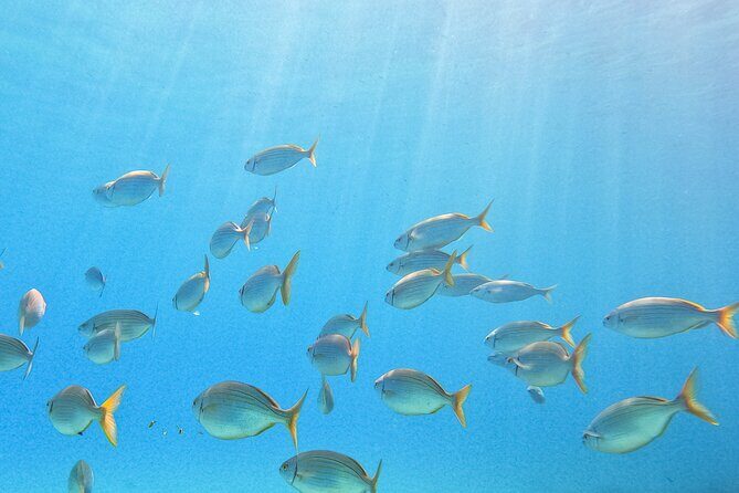 Mallorca PRIVATE Reservation*Scuba dive + photo/video - Who Will Love This Experience?