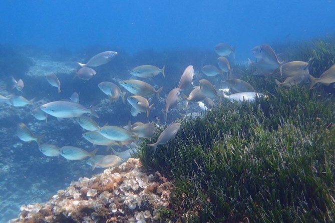 Mallorca: Snorkeling in a Beautiful Nature Reserve - The Bottom Line: Who Is This Best For?