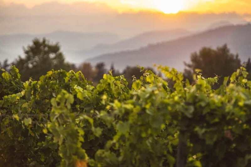 Mallorca: Sunset Wine Tasting Minibus Bodega Tour - An In-Depth Look at the Mallorca Sunset Wine Tasting Tour