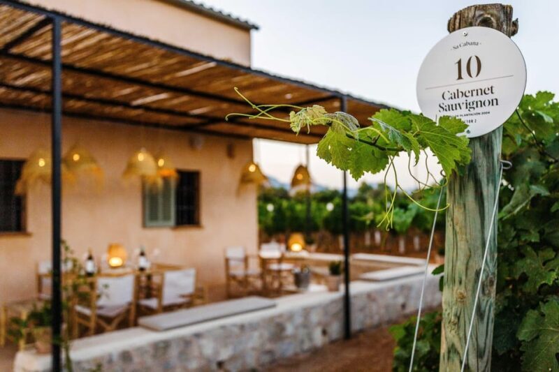 Mallorca: Sunset Wine Tasting Minibus Tour - ENGLISH GUIDE - The Experience in Detail: What You Can Expect