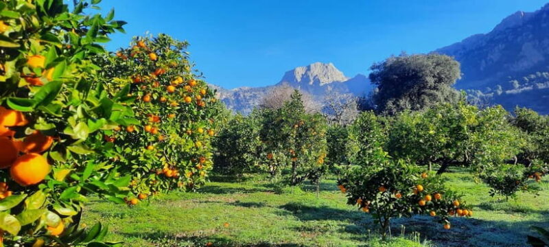 Mallorca: West Coast & Orange Valley Minbustour - A Step-by-Step Breakdown of the Mallorca West Coast & Orange Valley Tour