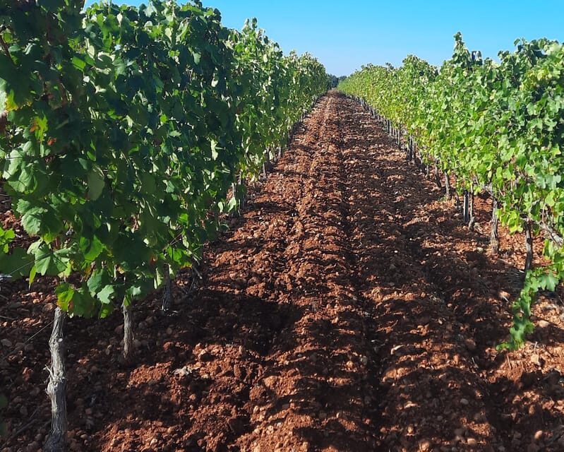 Mallorca: Wine Cellar Tour XL - including 3 Wine Tastings - A Deep Dive into the Mallorca Wine Cellar Tour XL