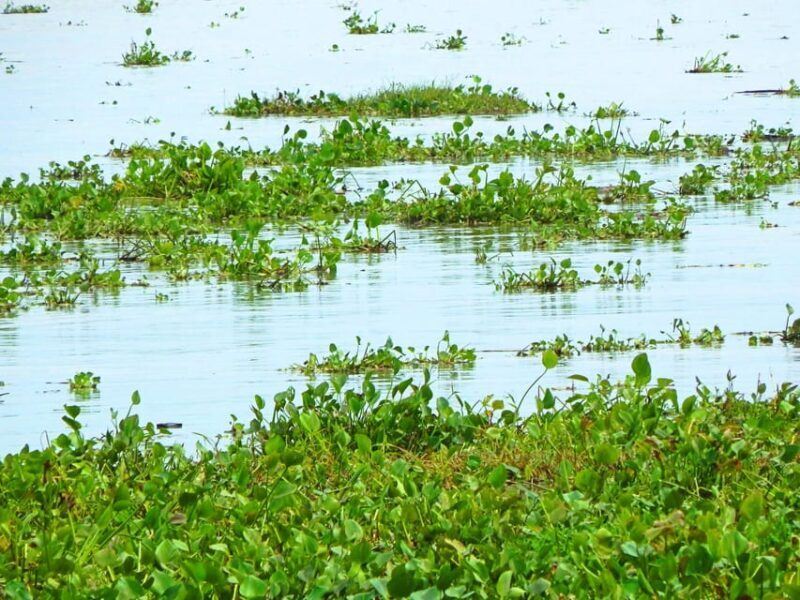 Mallorquin Eco-Park Walking Tour - FAQ