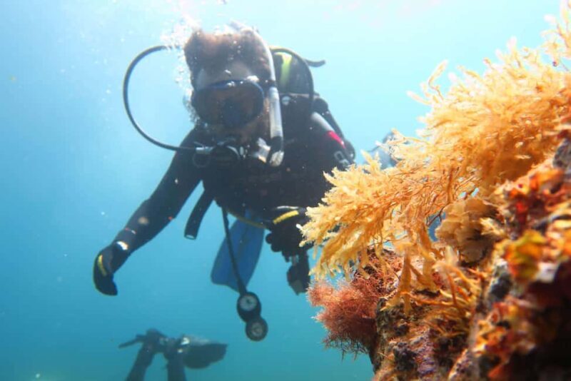 Malta: Beginner Scuba Diving with Dive Registration - What Makes This Tour Stand Out?