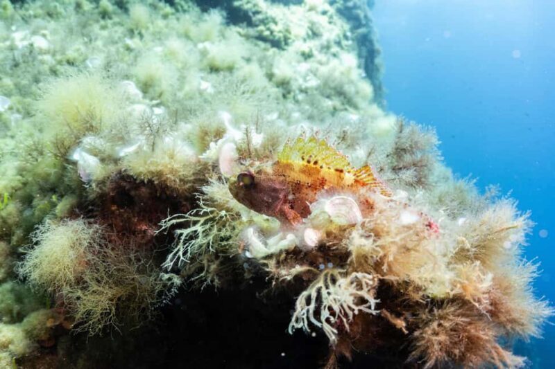 Malta: Beginner Scuba Diving with Dive Registration - Practical Considerations and Tips