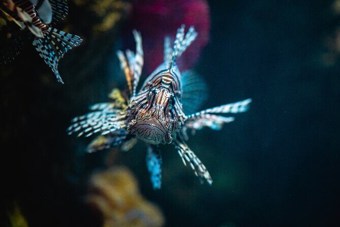 Malta National Aquarium Entrance Ticket - Final Thoughts